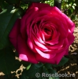 Johann Wolfgang von Goethe Rose® Johann Wolfgang von Goethe Rose®