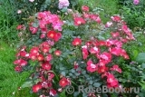 Candia Meillandecor Candia Meillandecor
