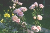 Abraham Darby Abraham Darby