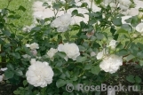 Aspirin Rose Aspirin Rose
