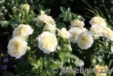 Marie Antoinette Marie Antoinette