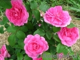 Gertrude Jekyll Gertrude Jekyll
