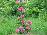 Gertrude Jekyll Gertrude Jekyll