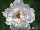 Generous Gardener, The Generous Gardener, The