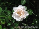 Generous Gardener, The Generous Gardener, The