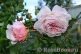 A Shropshire Lad A Shropshire Lad