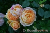 Lady of Shalott Lady of Shalott