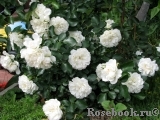 White Meidiland White Meidiland