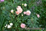 Abraham Darby Abraham Darby