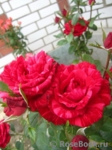 Red Intuition