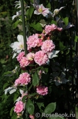Fleur de Sardaigne Fleur de Sardaigne