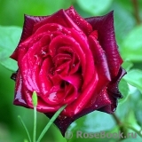 Mildred Scheel Mildred Scheel