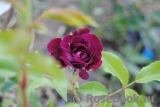Burgundy Ice Burgundy Ice