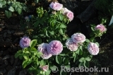 Lavender Ice Lavender Ice