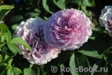 Lavender Ice Lavender Ice