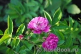 Perennial Blue