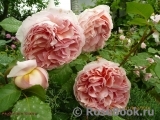 Abraham Darby Abraham Darby