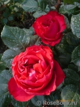 Traviata Traviata