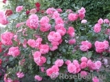 Rosarium Uetersen Rosarium Uetersen