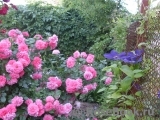 Rosarium Uetersen Rosarium Uetersen