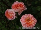 Abraham Darby Abraham Darby