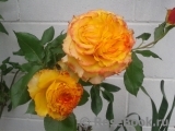 Tequila Sunrise Tequila Sunrise