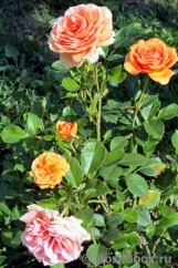 Ashram Ashram