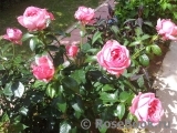 La Rose de Molinard ® La Rose de Molinard ®