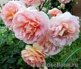 Abraham Darby Abraham Darby