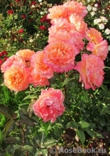 Augusta Luise Augusta Luise