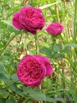 Falstaff® Falstaff®