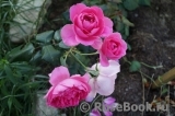 Decor Rose