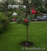 Rosarium Uetersen Rosarium Uetersen