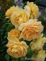 Golden Celebration® Golden Celebration®
