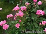 Baronesse Baronesse