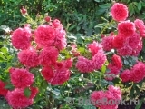 Rosarium Uetersen Rosarium Uetersen