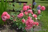 Rosarium Uetersen Rosarium Uetersen