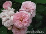 Home & Garden Home & Garden