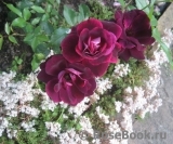 Burgundy Ice Burgundy Ice