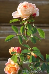Lady of Shalott Lady of Shalott
