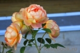 Lady of Shalott Lady of Shalott