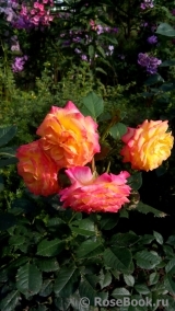 Gartenspass ® Gartenspass ®
