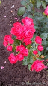 Cherry Girl ® Cherry Girl ®