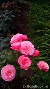 Tickled Pink Tickled Pink