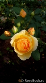 Grace® Grace®