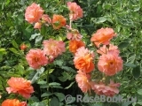 Westerland Westerland