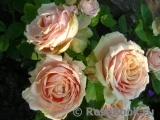 Eden Romantica ® Eden Romantica ®