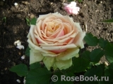 Eden Romantica ® Eden Romantica ®