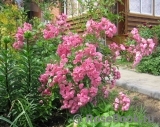 Heavenly Pink Heavenly Pink