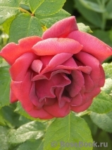 Terracotta ® Terracotta ®